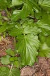 Garden yellowrocket